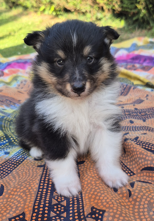 Chiot bergers des shetland LOF en Normandie