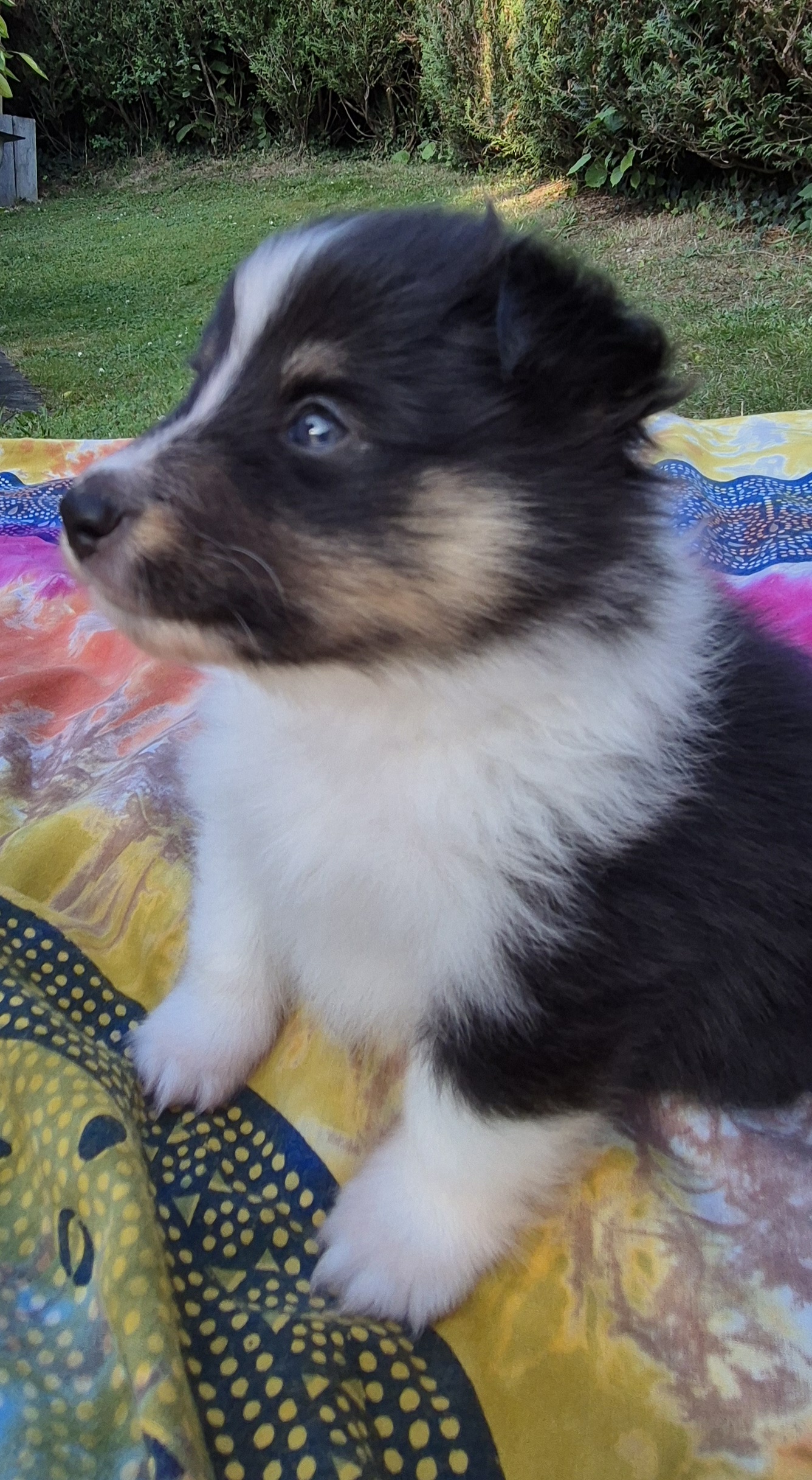 Chiot bergers des shetland LOF en Normandie