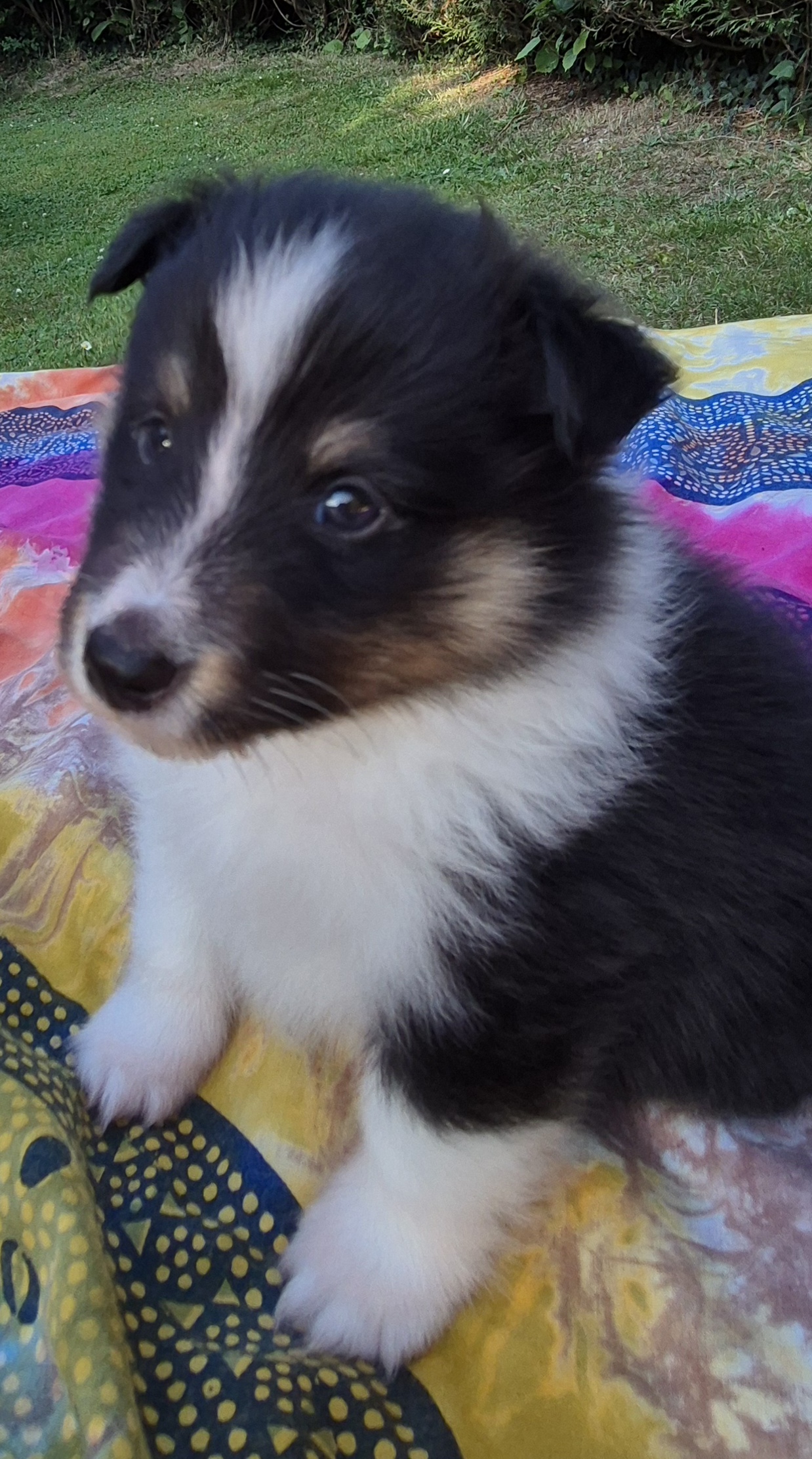 Chiot bergers des shetland LOF en Normandie