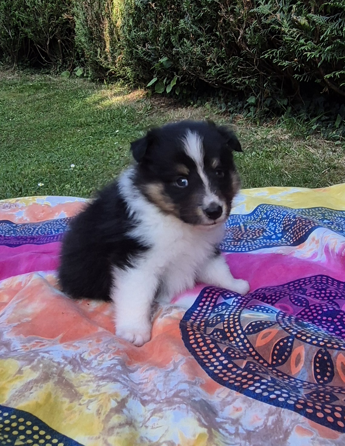 Chiot bergers des shetland LOF en Normandie