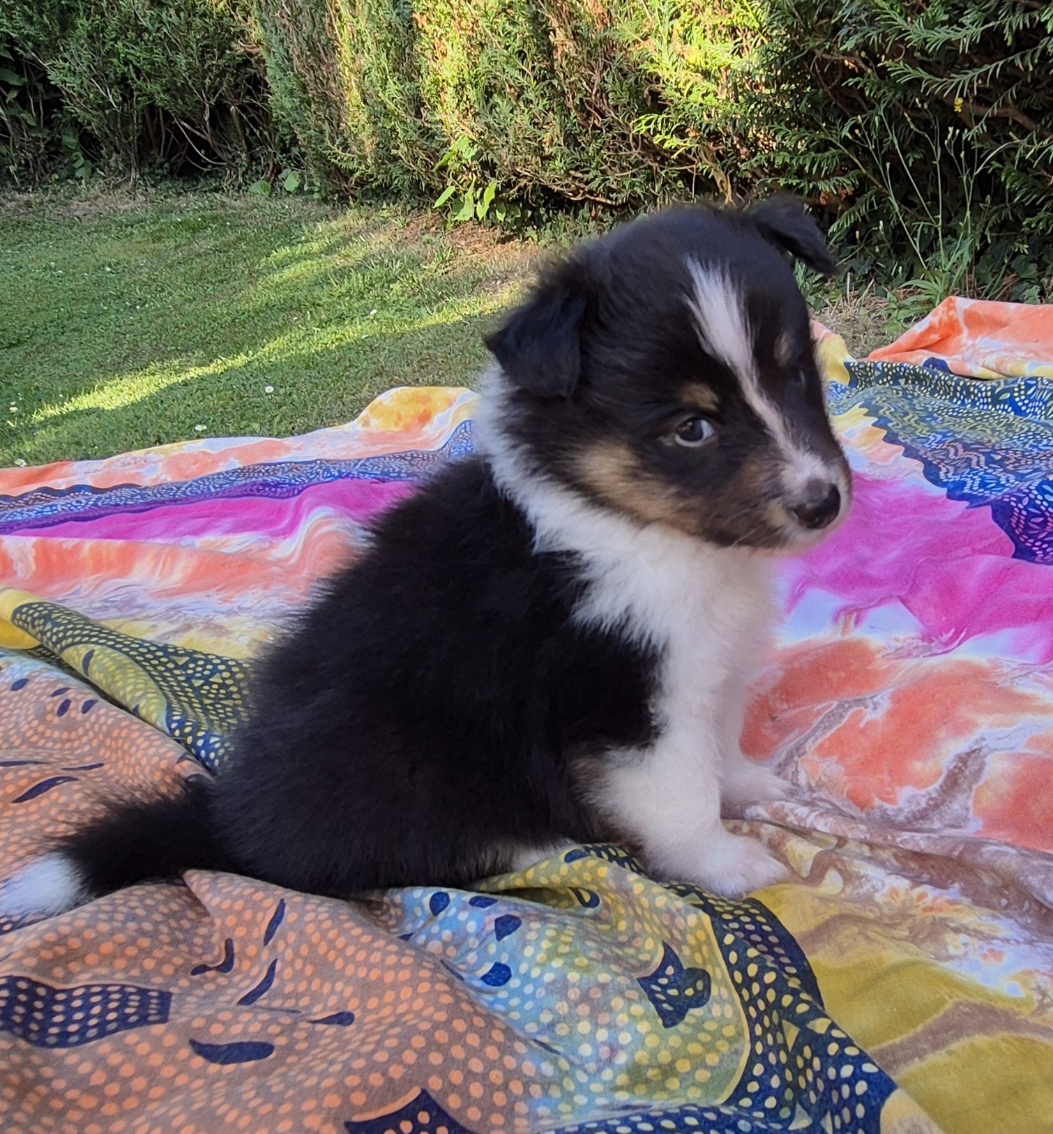 Chiot bergers des shetland LOF en Normandie