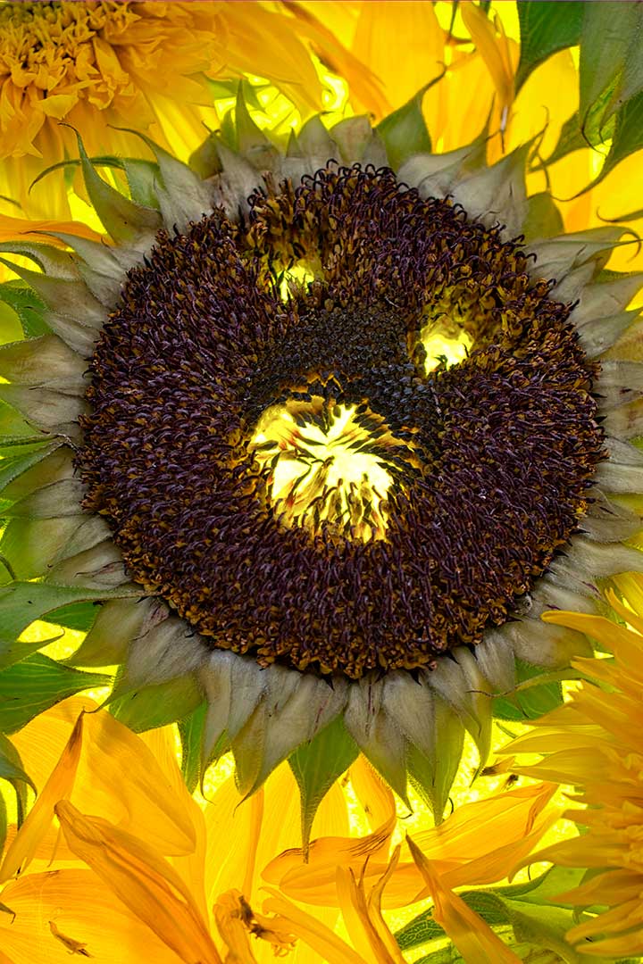 Hal tournesol peur
