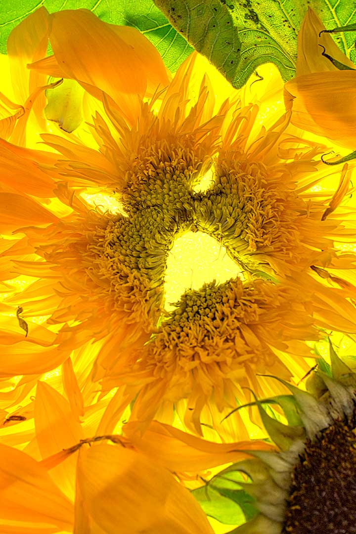 Hal tournesol cri