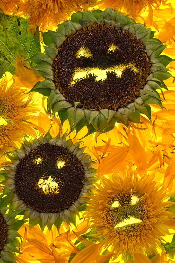 Hal tournesol chorale