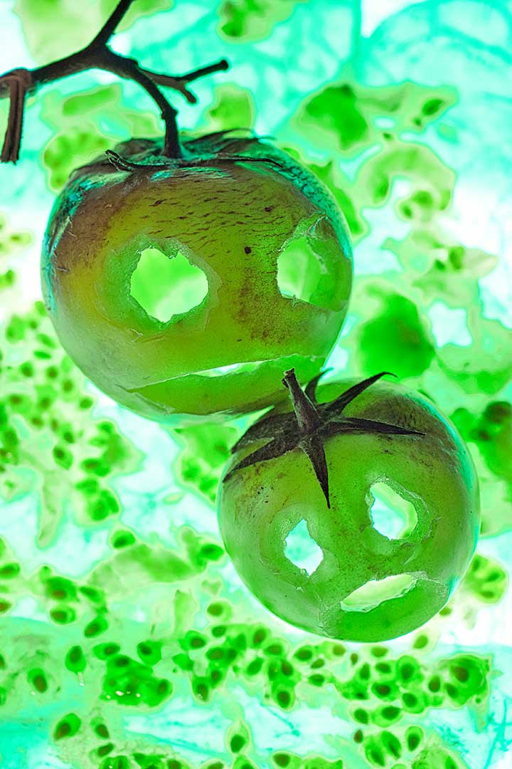Hal tomates