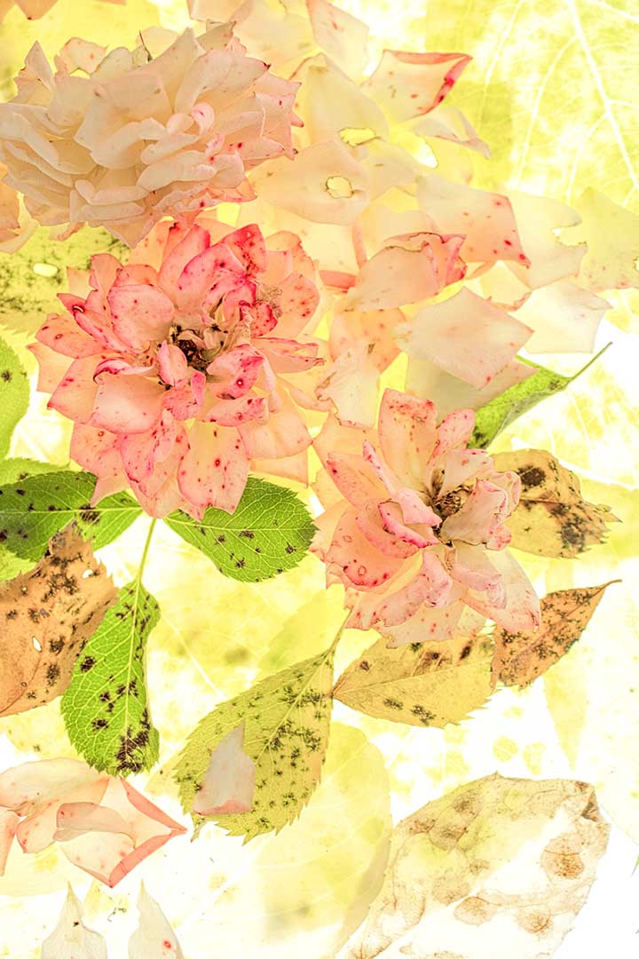 Roses mouchetes copie