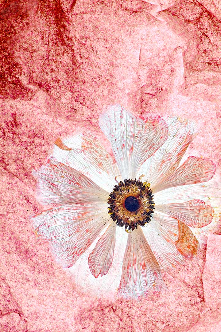 Anemones encre rouge