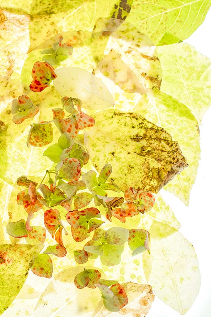 Hortensias mouchetes