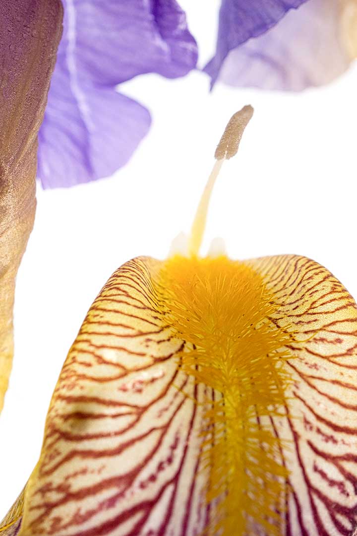 Iris sex