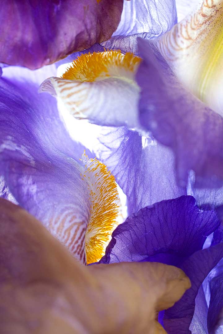 Iris langues