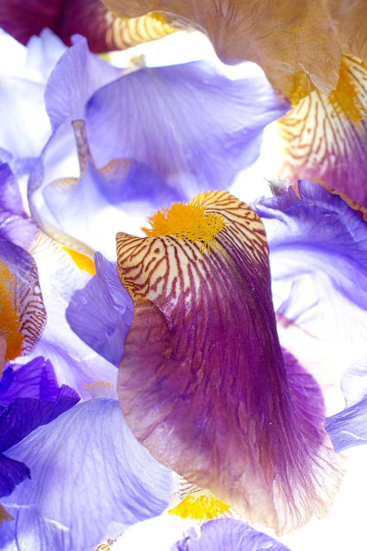 Iris cape