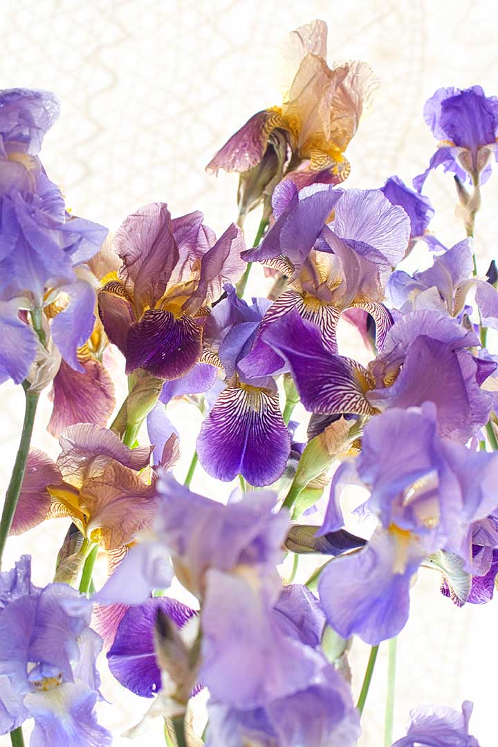 Iris bouquet