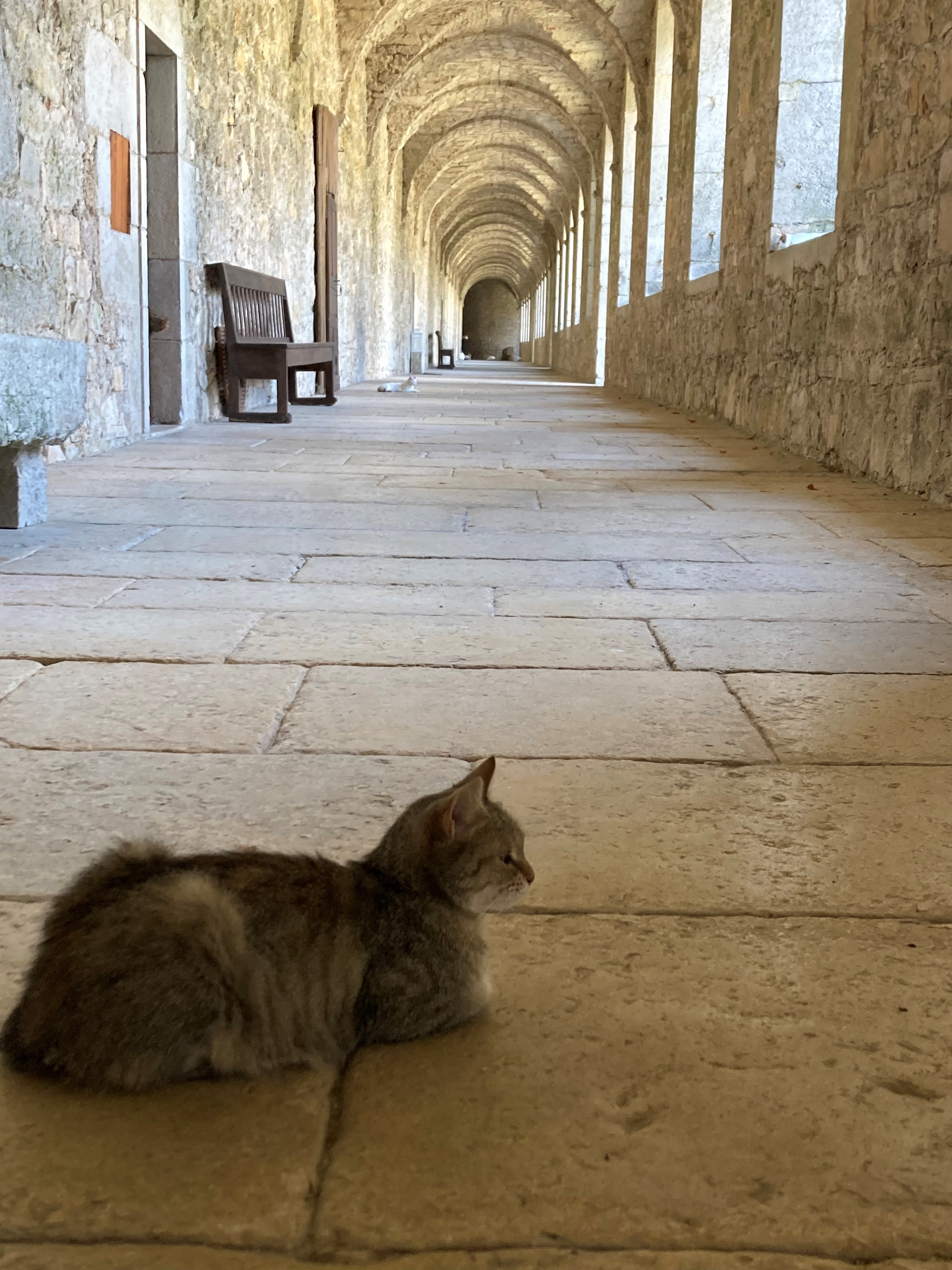 Chat cloitre 2