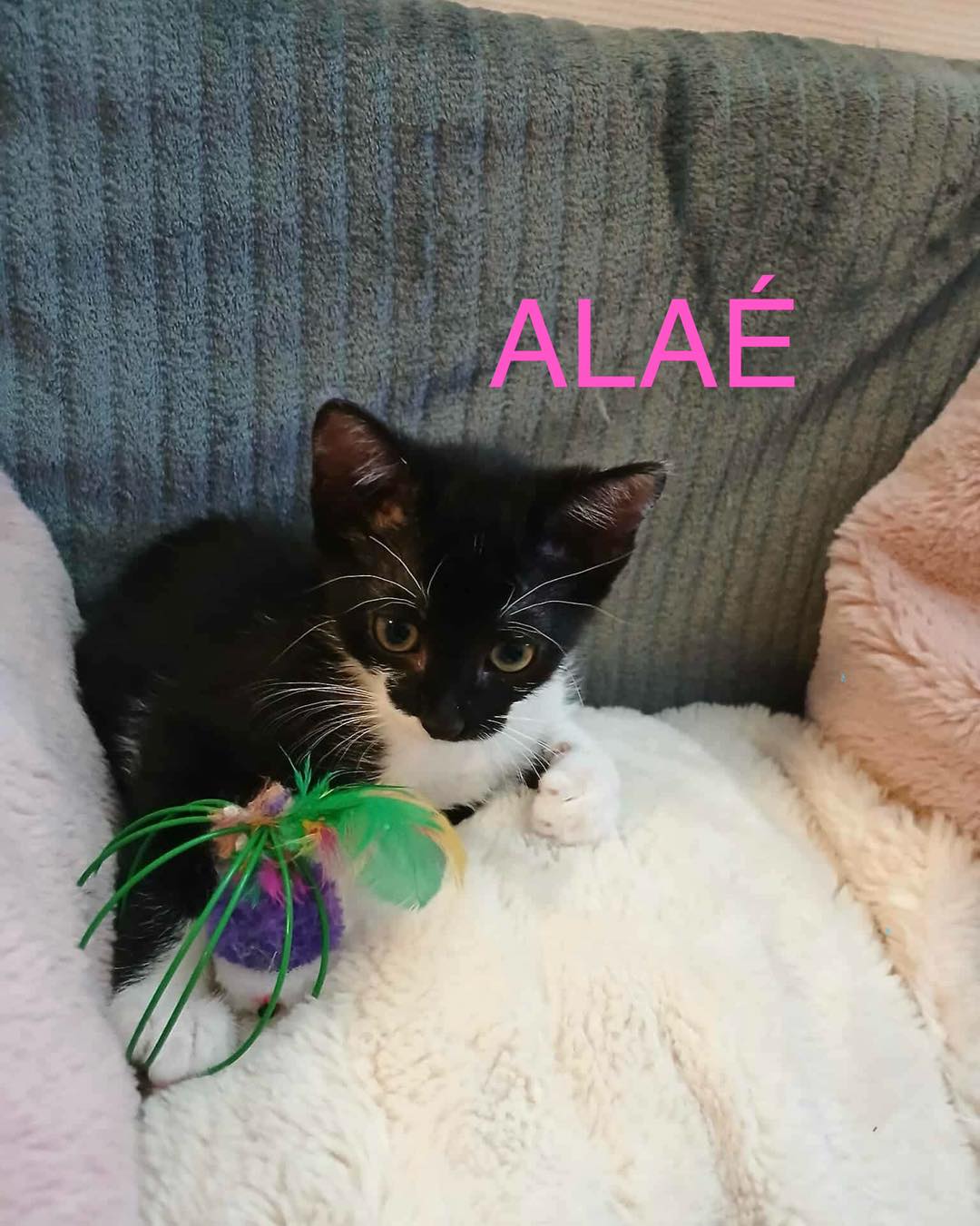 Alae