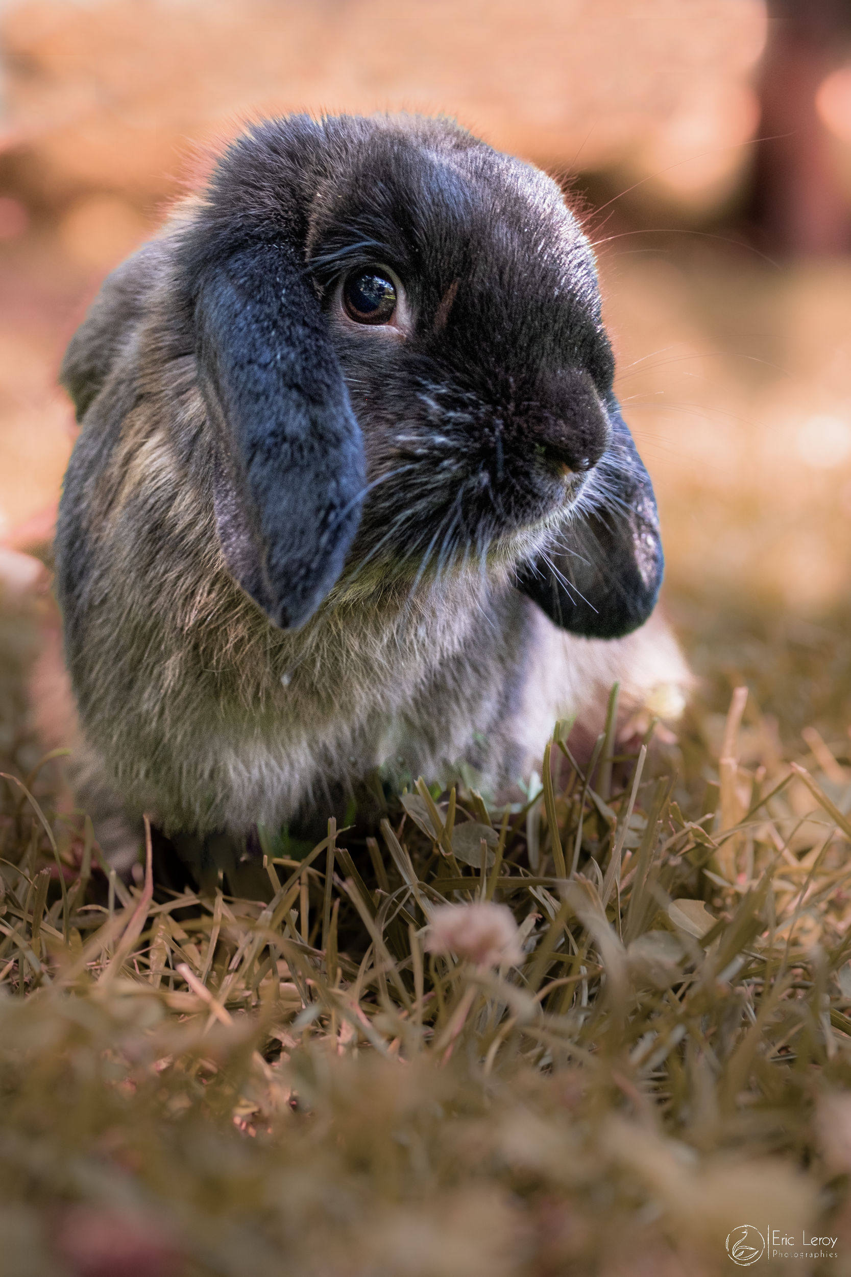 Lapin franck 11 