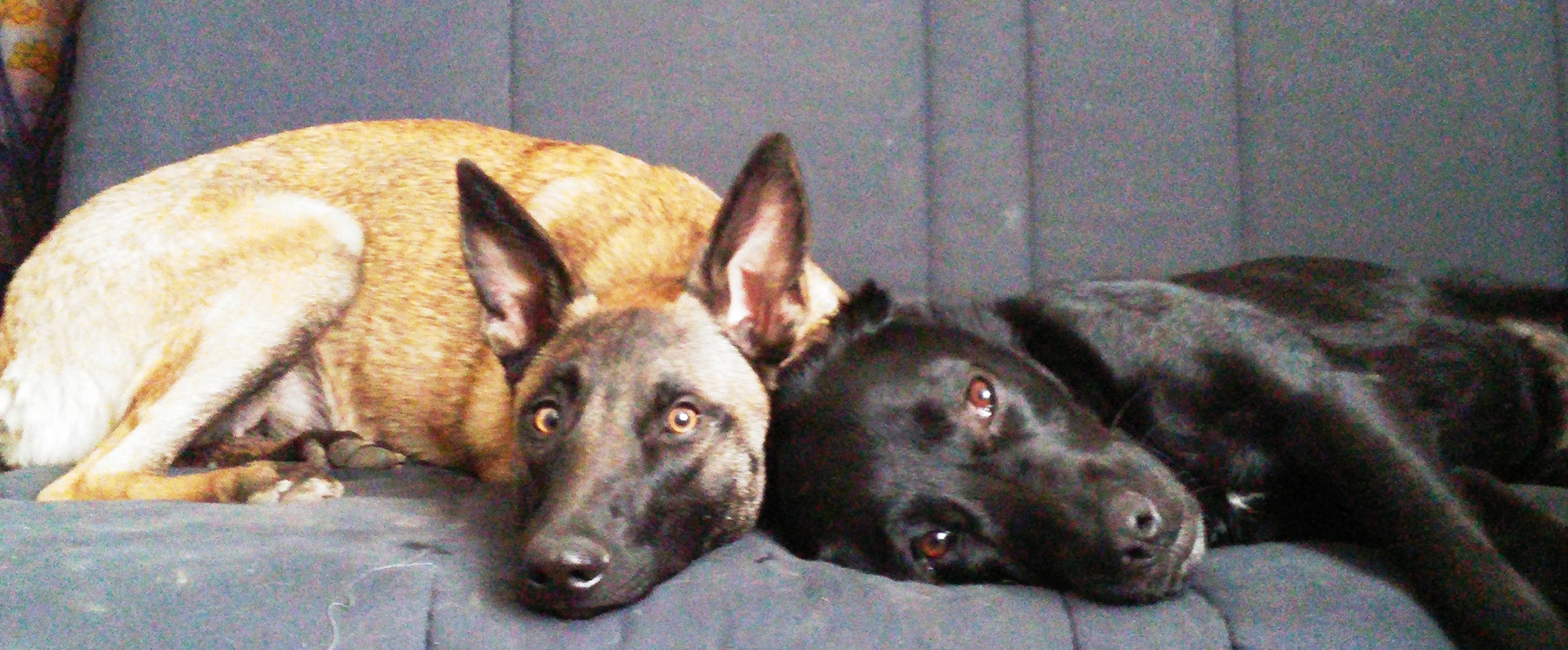 
Deux chiennes de travail de Karine Bigot, éducateur canin à Persan (95) – Malinoise et Labrador, binômes décédées en 2024.
