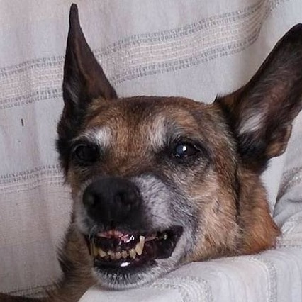  Urban, Malinois de Karine Bigot, éducateur canin à Persan (95), premier binôme pro, spécialisée chiens réactifs.