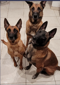  Karine Bigot, éducateur canin à Persan (95), avec ses trois Malinois : deux formés au sport canin, un réhabilité.