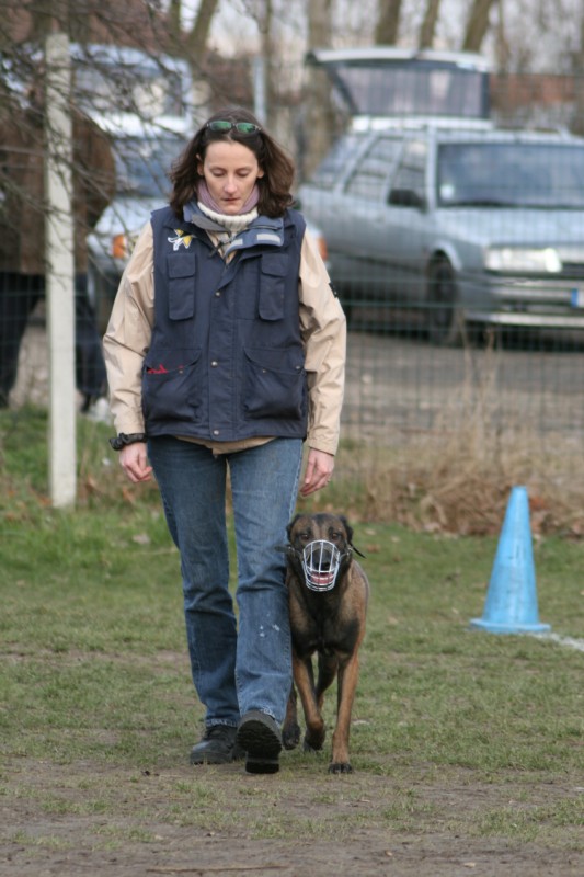  Malinoise de Karine Bigot, éducateur canin à Persan (95), en marche au pied sans laisse et muselée – concours de Ring 2 à Argenteuil en 2006.