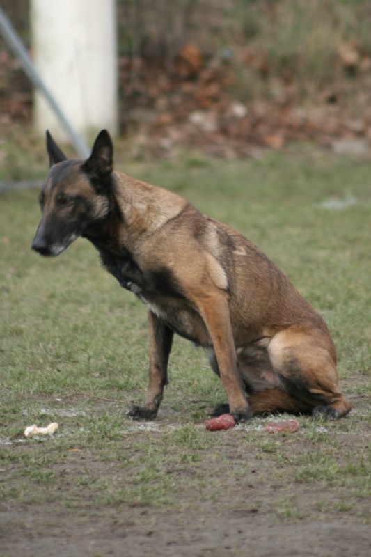 Malinoise de Karine Bigot, éducateur canin à Persan (95), en exercice de refus d’appât – concours de Ring 2 à Argenteuil en 2006, démonstration de maîtrise face à des aliments jetés.