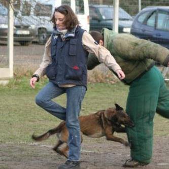  Malinoise de Karine Bigot, éducateur canin à Persan (95), en exercice de défense du maître – concours de Ring 2 à Argenteuil en 2006, démonstration de mordant sportif et de maîtrise.