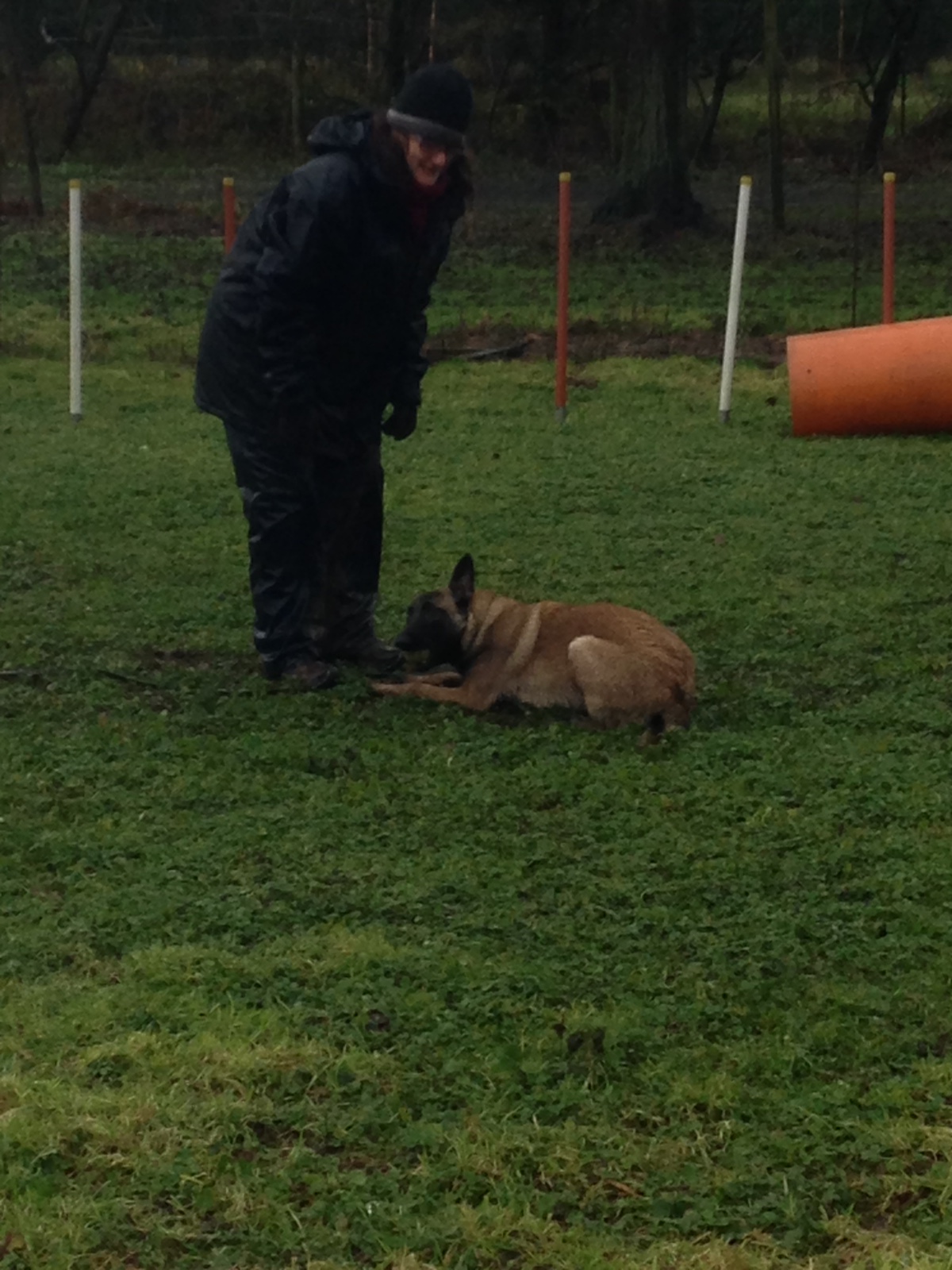 Travail de la position "couché" avec la Malinoise de Karine Bigot, éducateur canin à Écouen (Val-d’Oise, 95), lors d’une séance d’éducation canine.