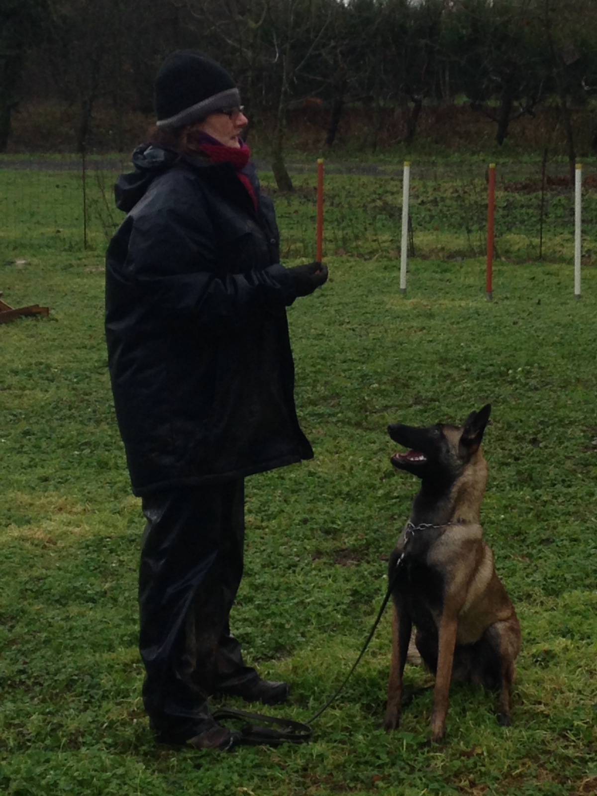 Travail de la position "assis" avec la Malinoise de Karine Bigot, éducateur canin à Écouen (Val-d’Oise, 95), lors d’une séance d’éducation canine.