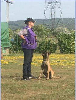 Malinoise de Karine Bigot, éducateur canin à Persan (95), attentive et concentrée en exercice d’éducation canine.
