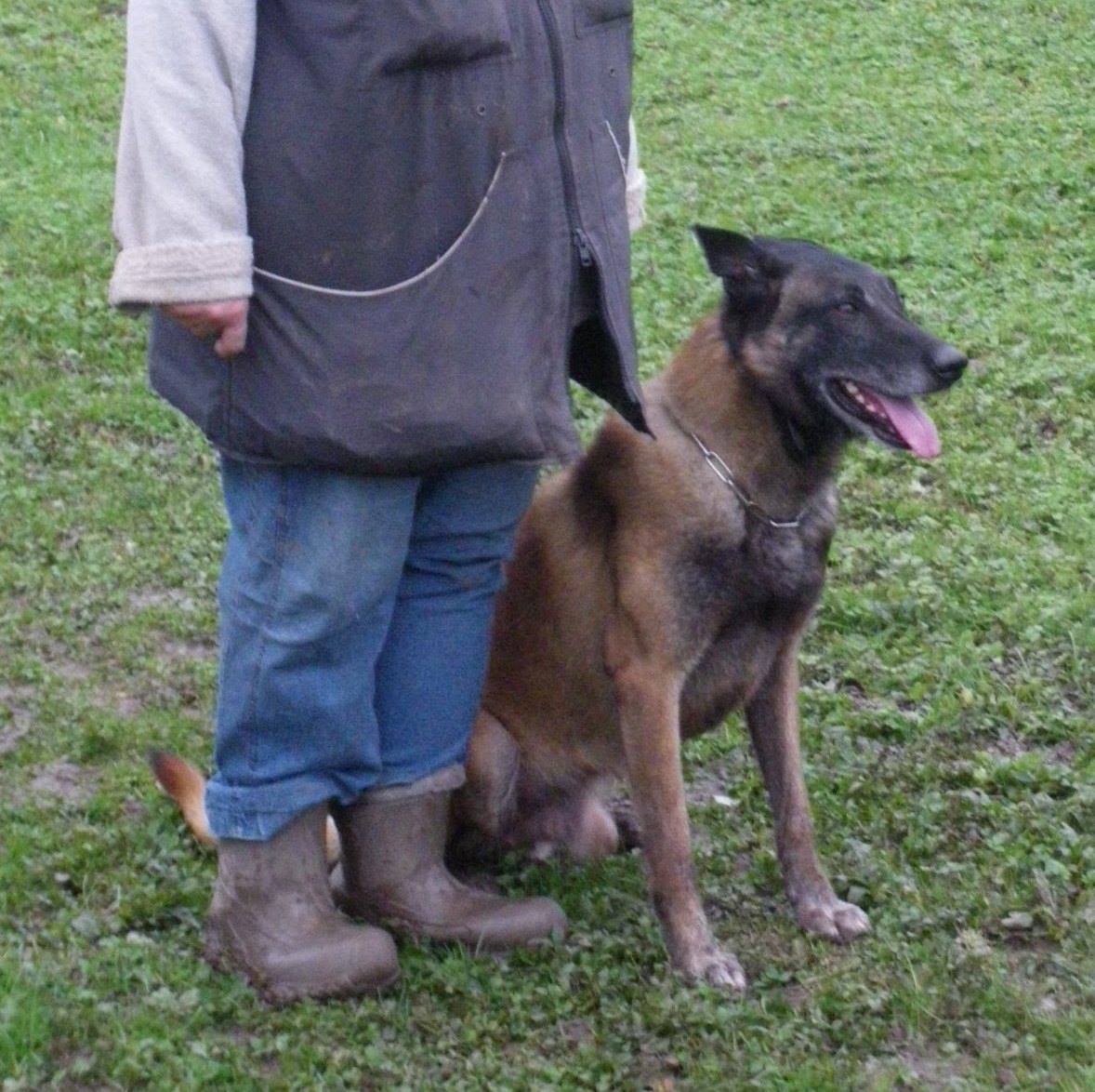 Malinois difficile réhabilité par Karine Bigot, éducateur canin à Persan (95) – chien non sociable accepté en confiance après un travail d’éducation individualisé.