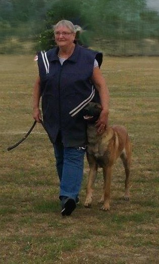 Éducation d’un Malinois à Persan (95) par Karine Bigot, éducateur canin – chiot de sa « maman de cœur » devenu adulte, en exercice de marche au pied en laisse.