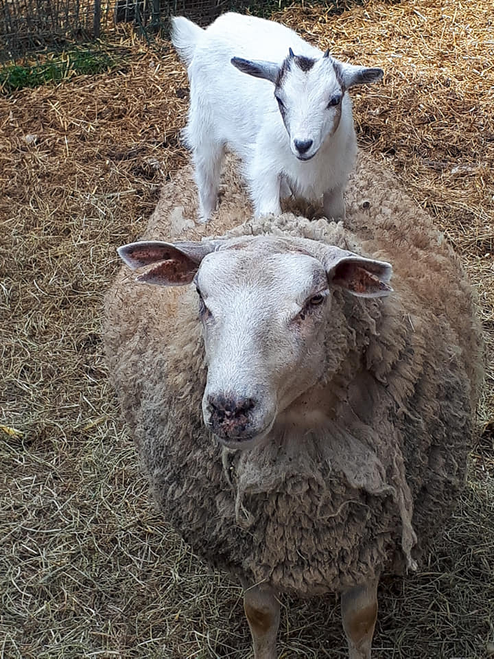 104413005 1171376213210279 688581058016024563 n