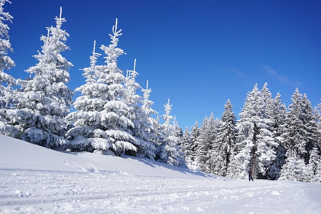 Skiing-6060431 640