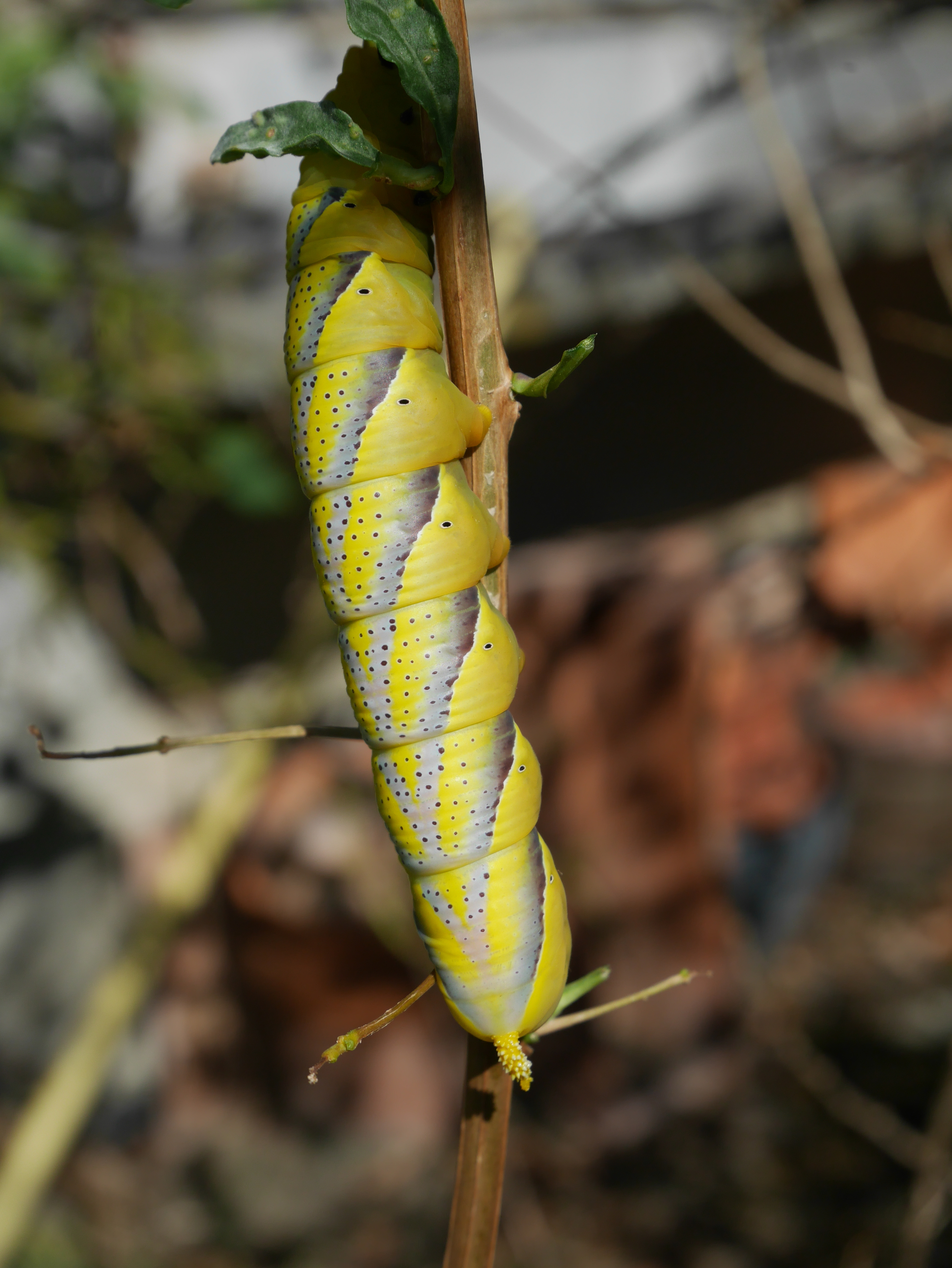 Chenille-Sphynx-tete-de-mort