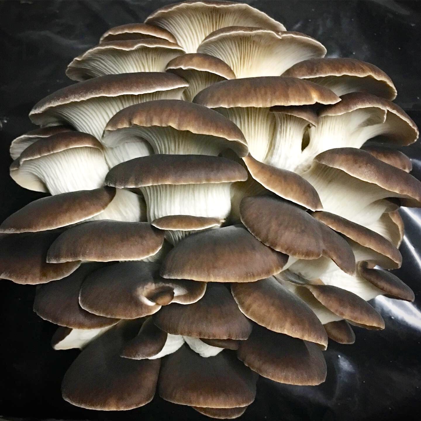 Pleurote brun
