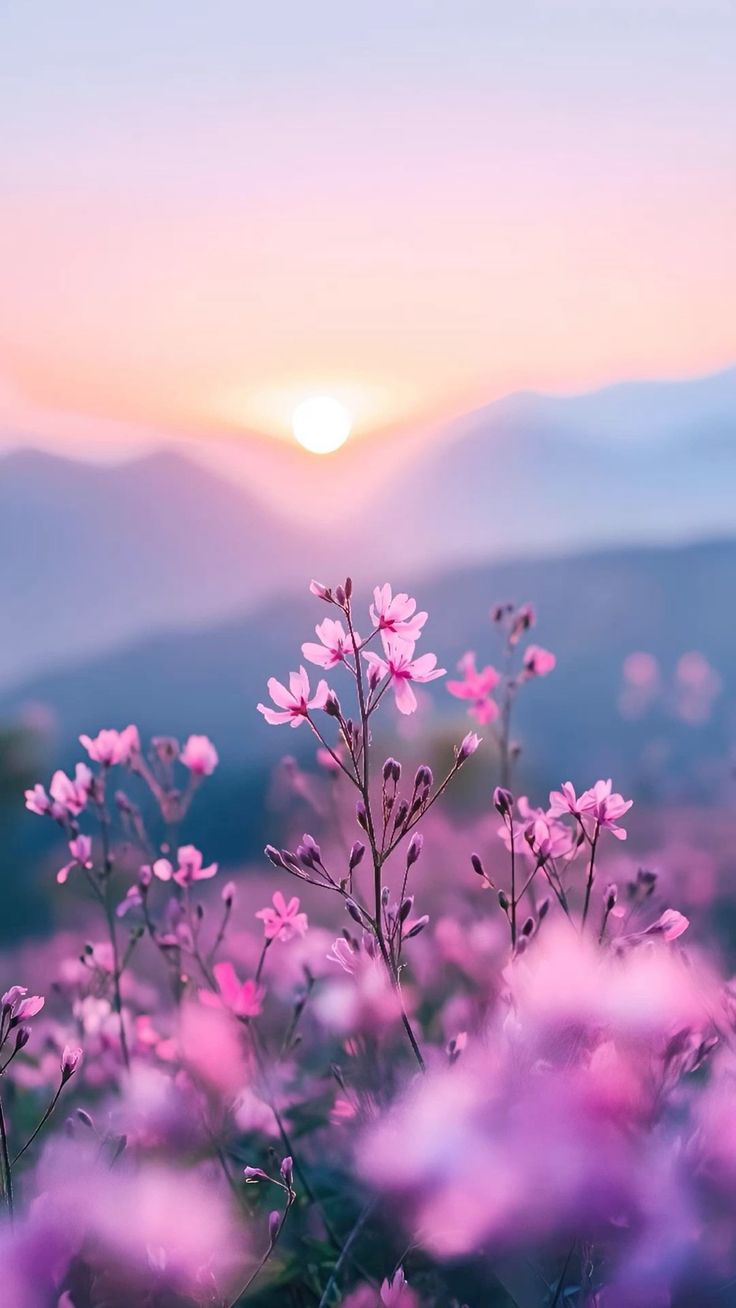 Coucher-de-soleil