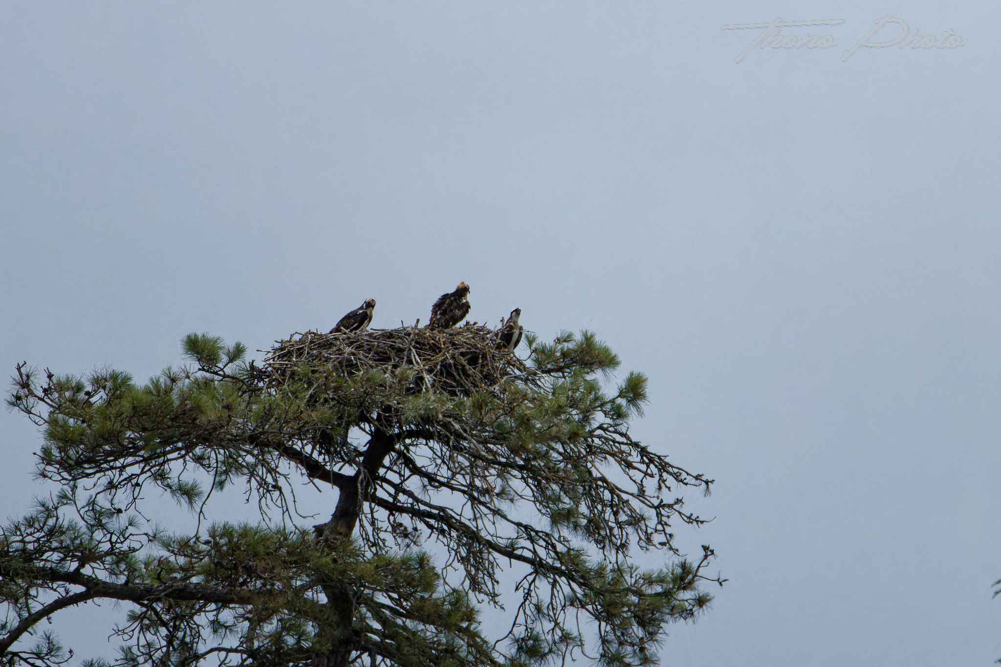 Balbuzard pecheur boulleret 2025 07 06 5182f