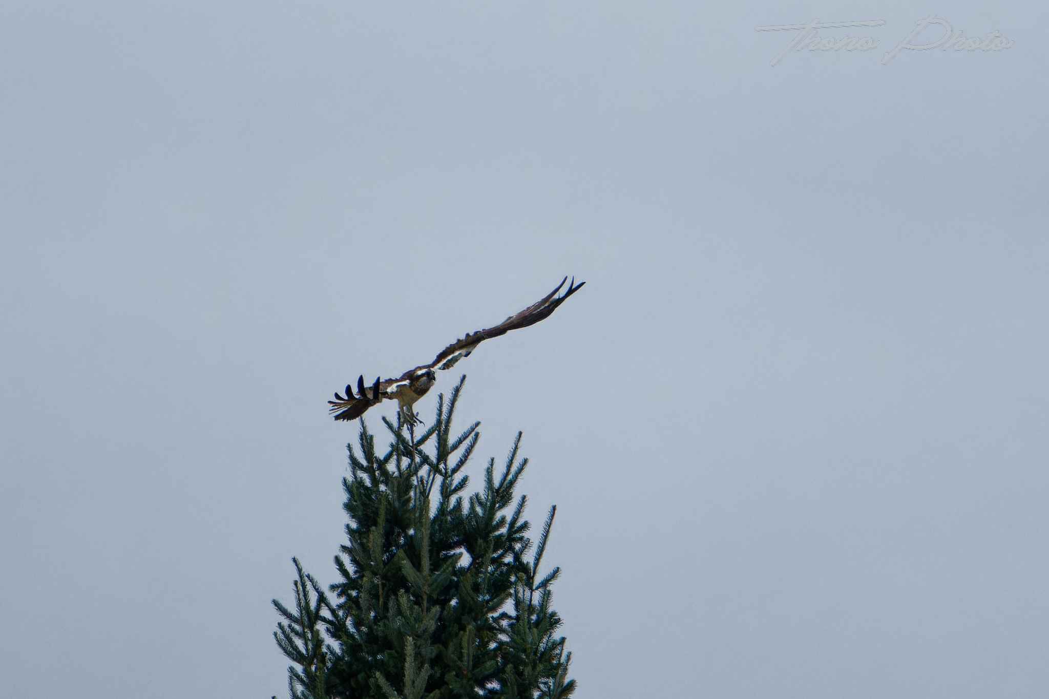 Balbuzard pecheur boulleret 2025 07 06 5172f