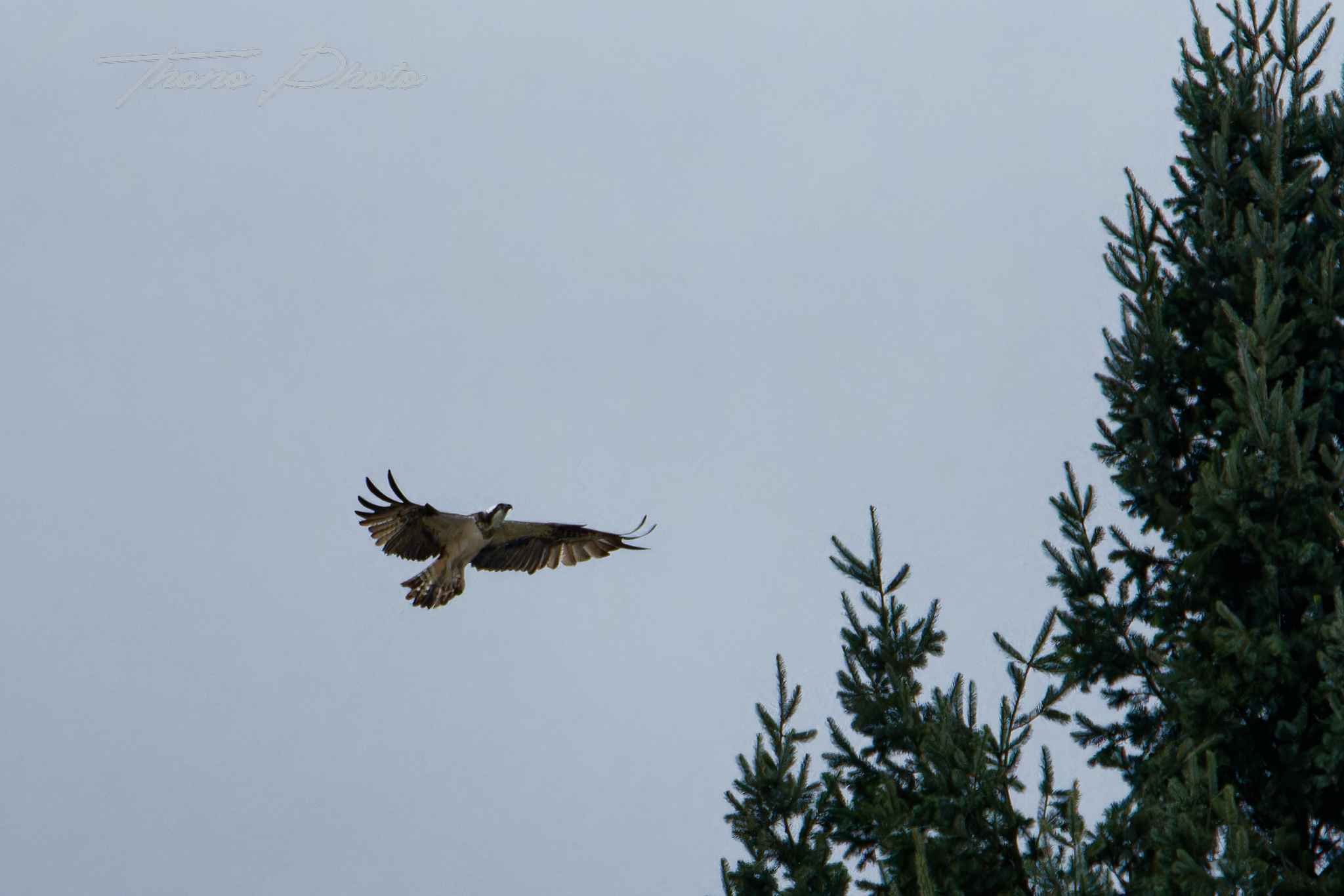 Balbuzard pecheur boulleret 2025 07 06 5168f