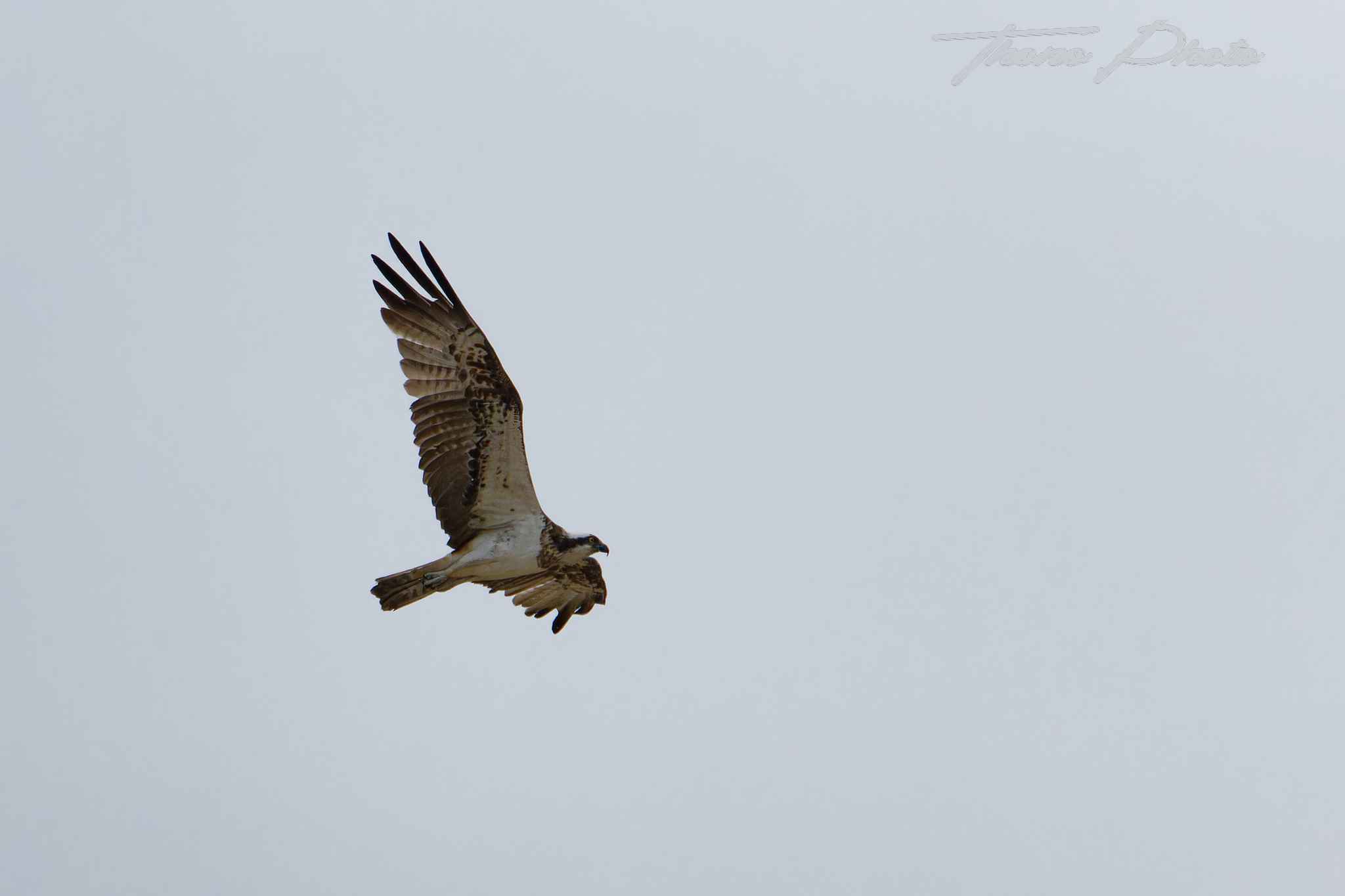 Balbuzard pecheur boulleret 2025 07 06 5156f