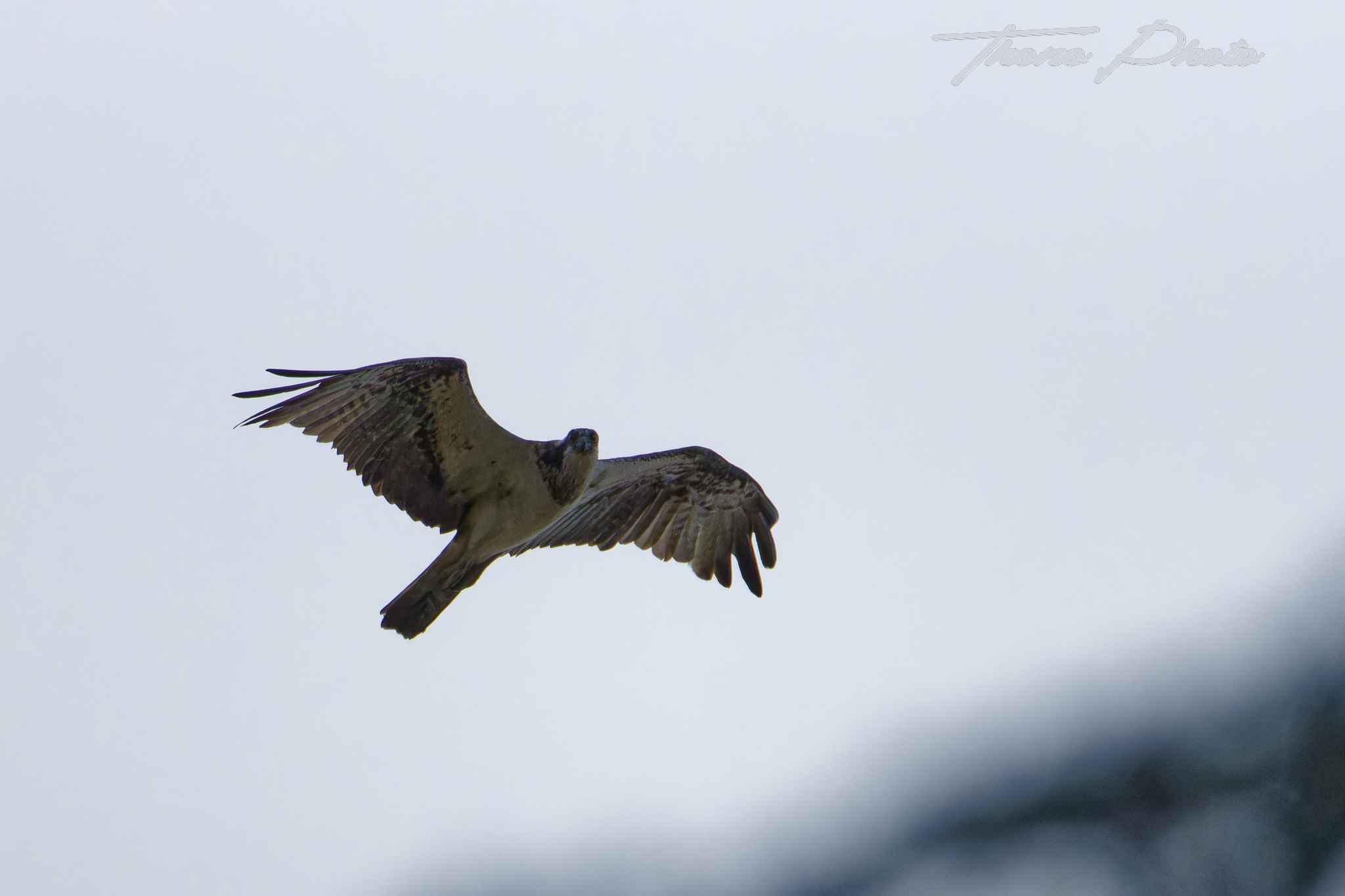 Balbuzard pecheur boulleret 2025 07 06 5150f