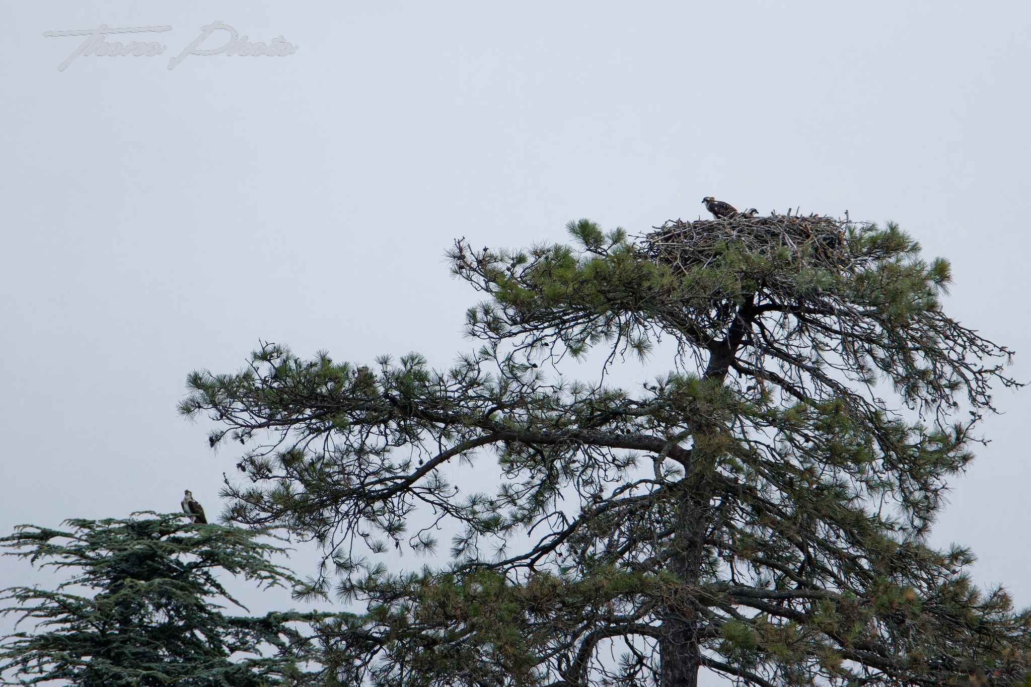 Balbuzard pecheur boulleret 2025 07 06 5134f