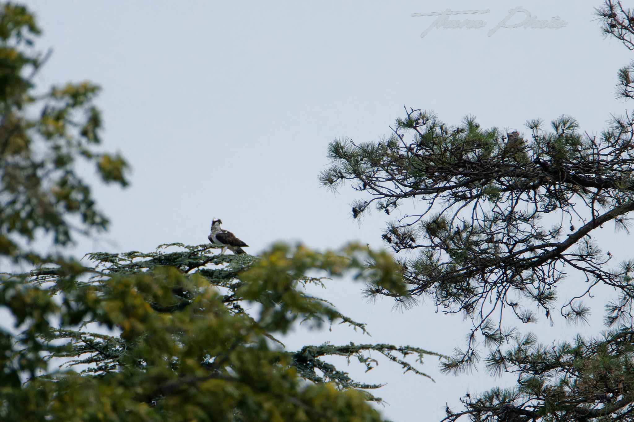 Balbuzard pecheur boulleret 2025 07 06 5127f