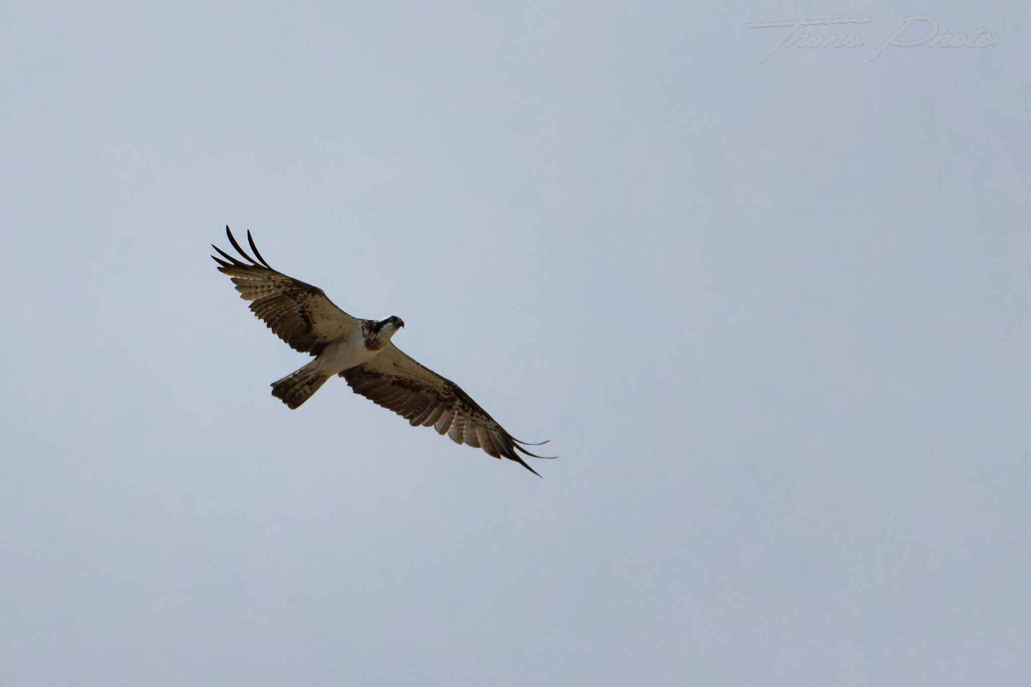 Balbuzard pecheur boulleret 2025 07 06 5120f