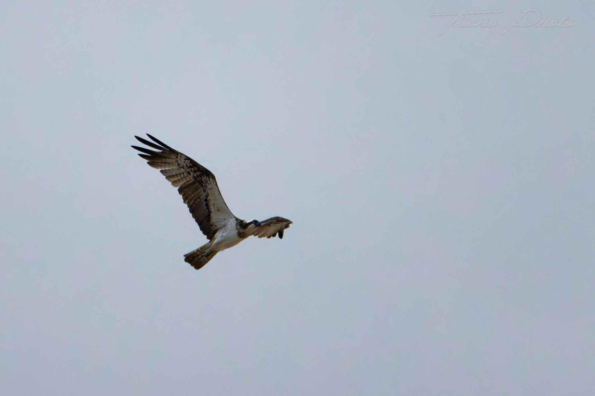 Balbuzard pecheur boulleret 2025 07 06 5119f