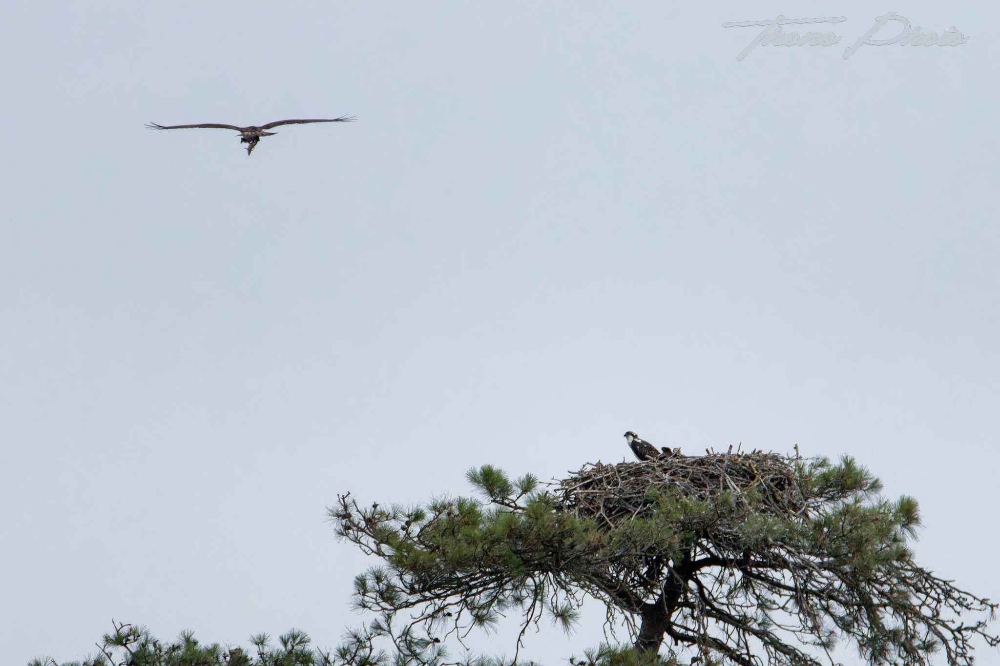 Balbuzard pecheur boulleret 2025 07 06 5117f