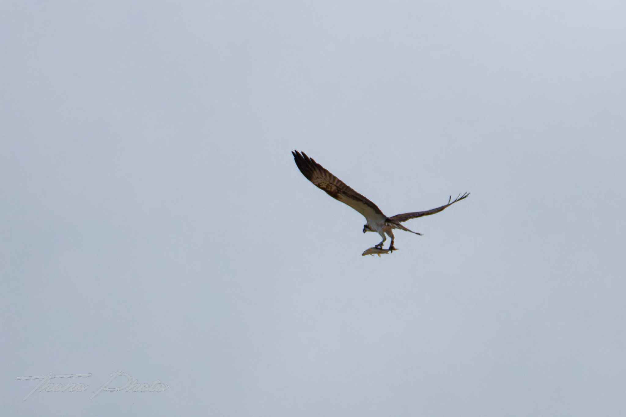 Balbuzard pecheur boulleret 2025 07 06 5092f