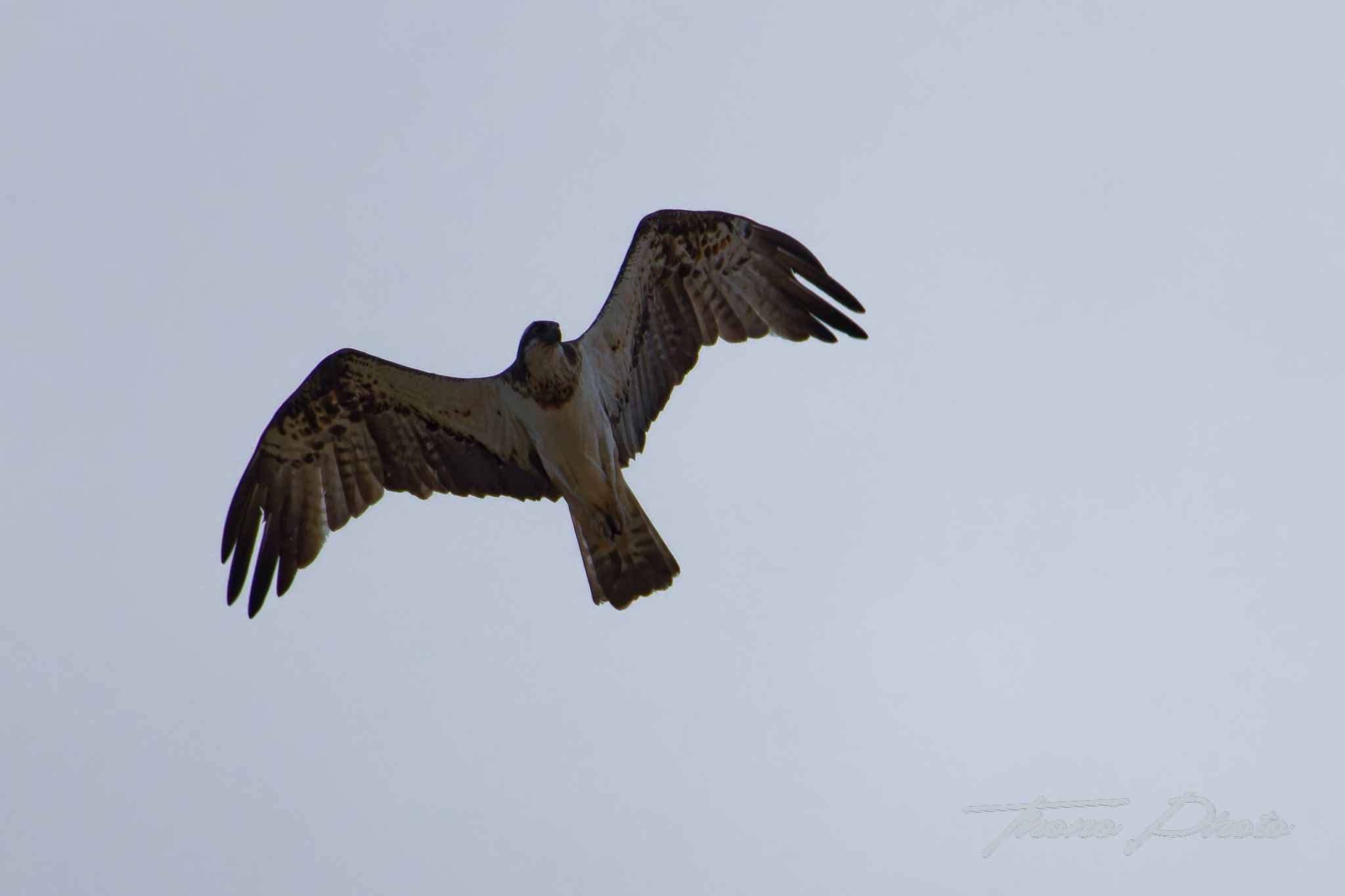 Balbuzard pecheur boulleret 2025 07 06 5072f