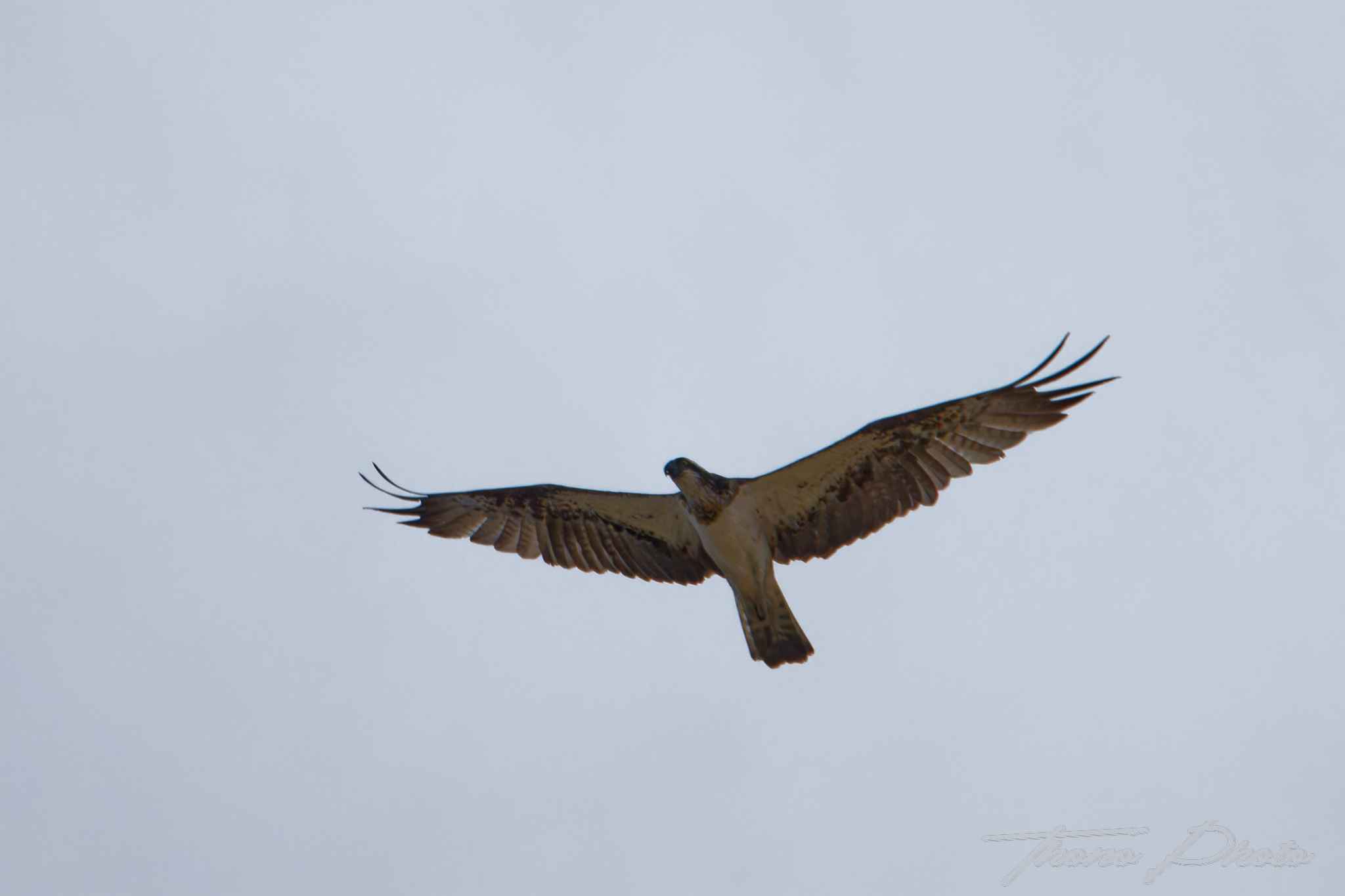 Balbuzard pecheur boulleret 2025 07 06 5069f