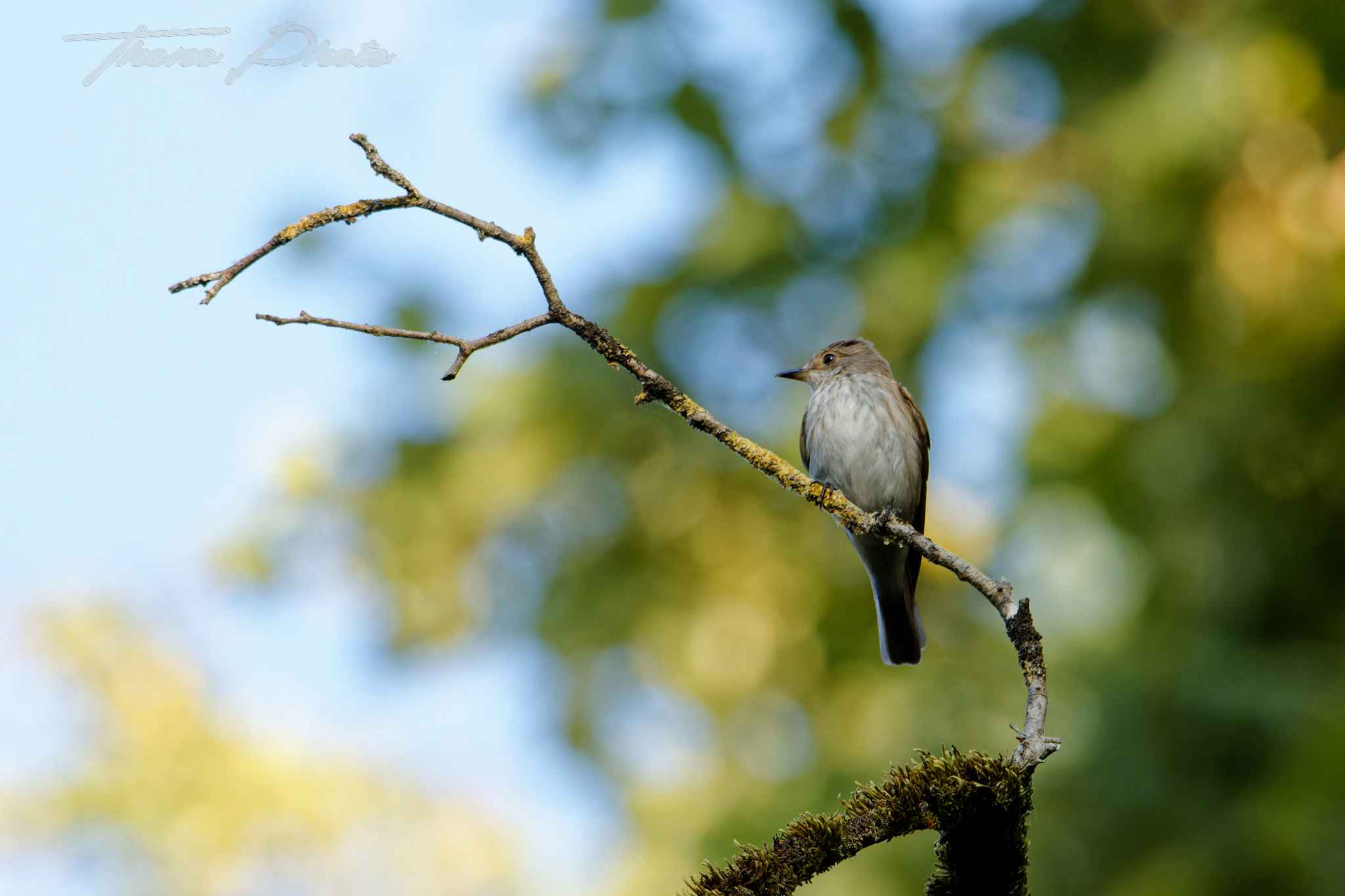Gobemouche gris boulleret 2025 07 05 4985f