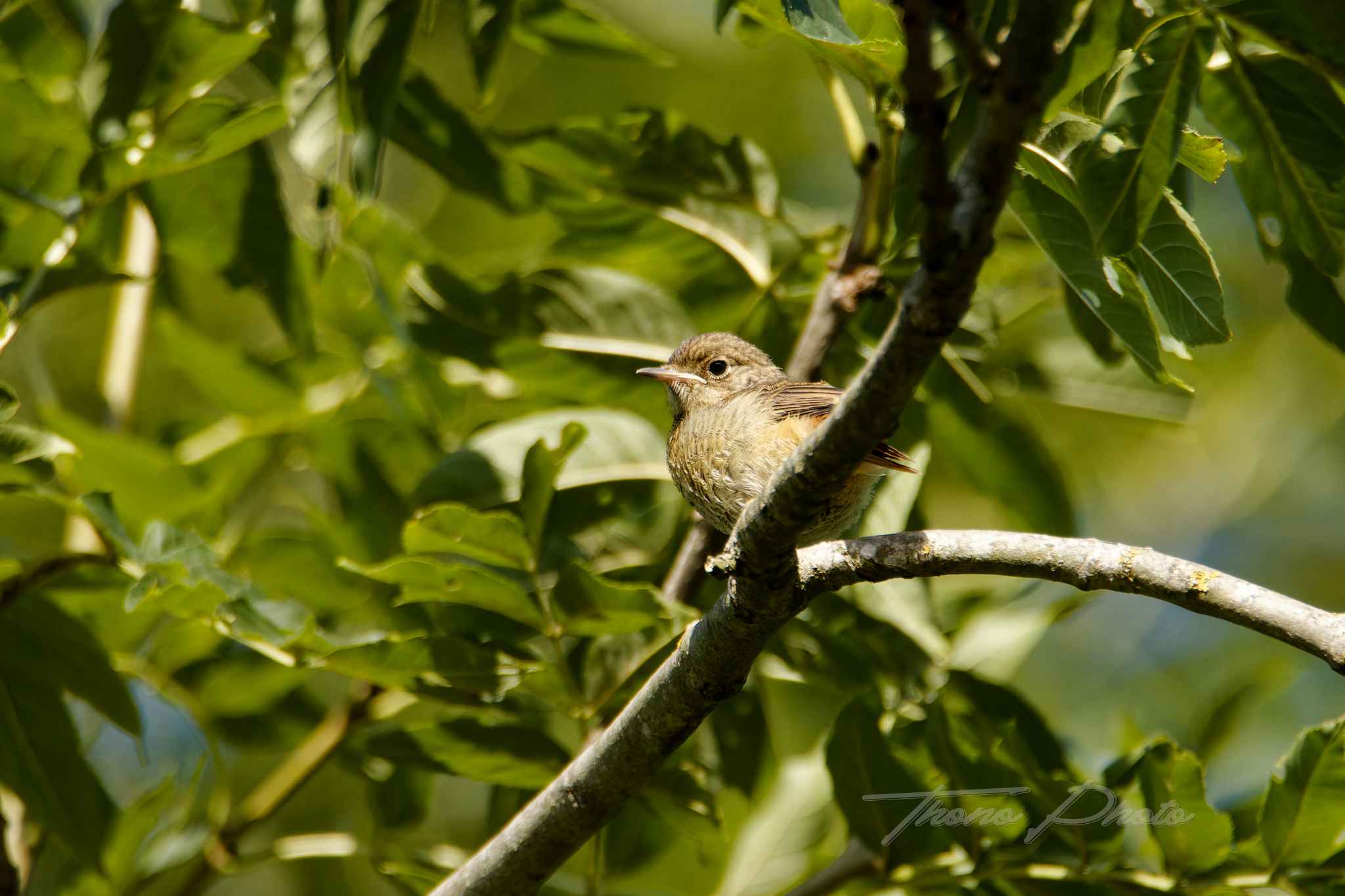 Rossignol philomele boulleret 2025 07 05 5049f